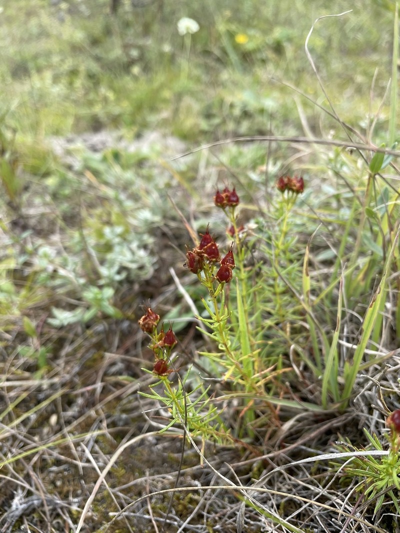 Hypericum asperuloides photo 7