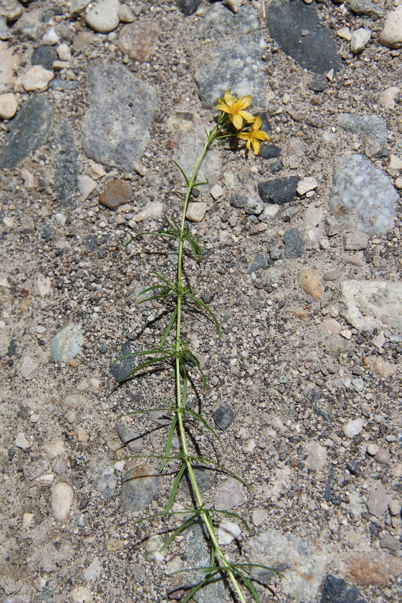 Hypericum asperuloides photo 8