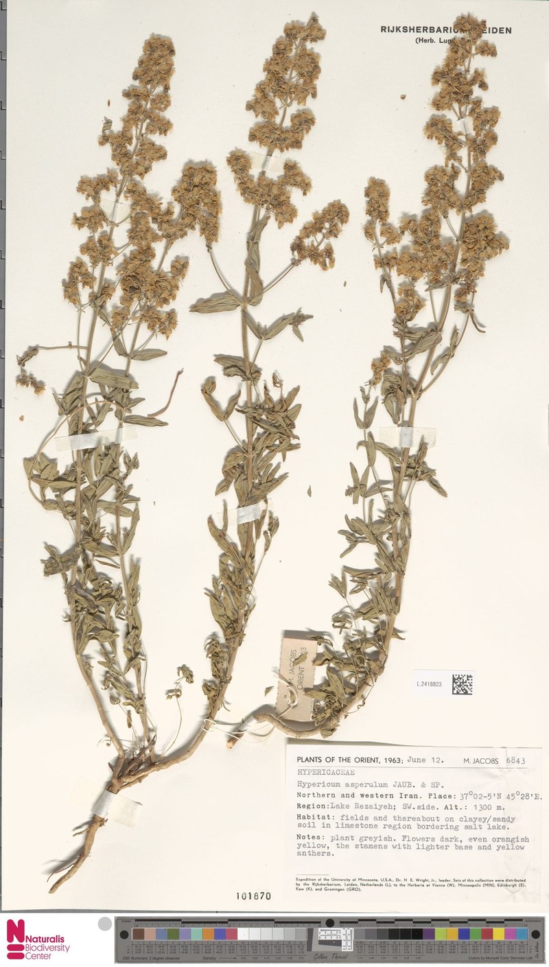 Hypericum asperulum photo 2