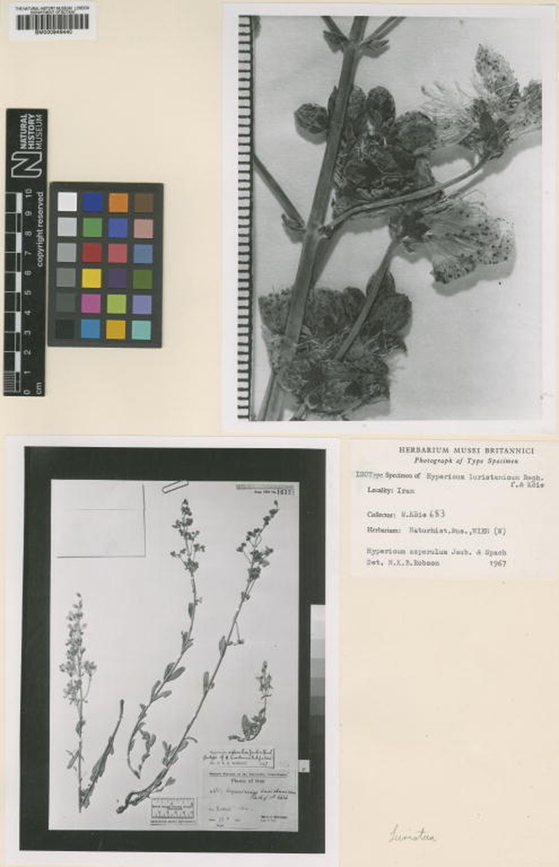 Hypericum asperulum