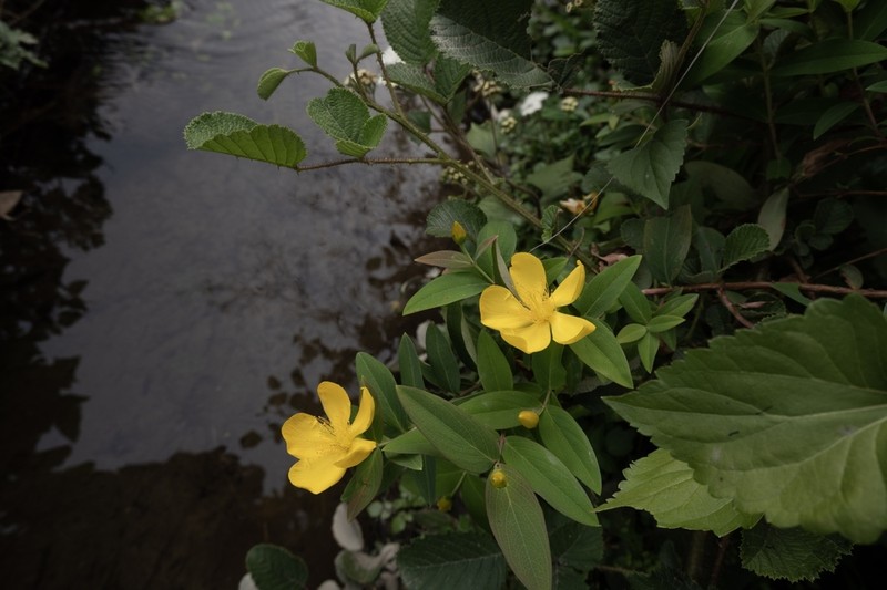 Hypericum assamicum