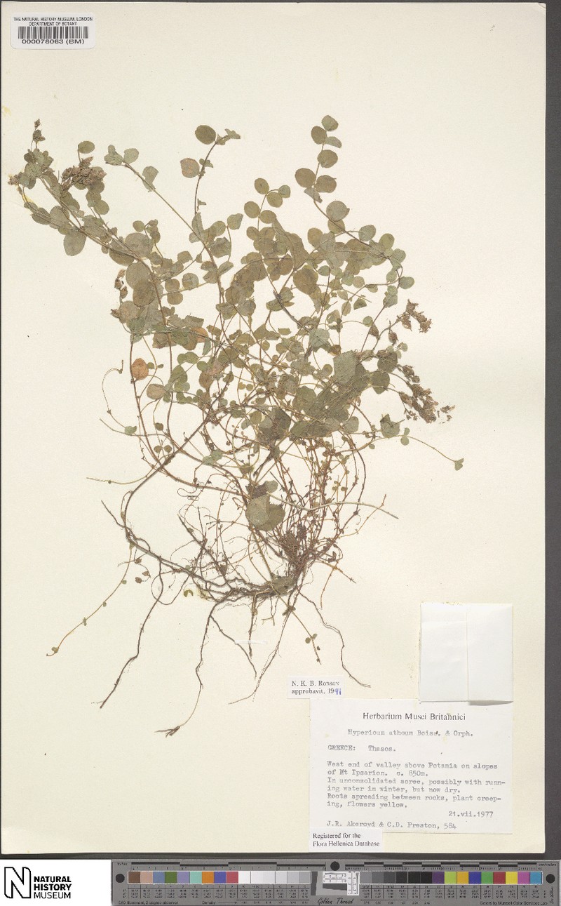 Hypericum athoum
