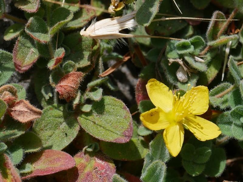 Hypericum athoum photo 2