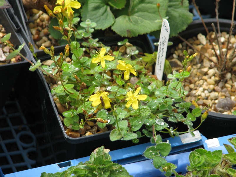 Hypericum athoum photo 5
