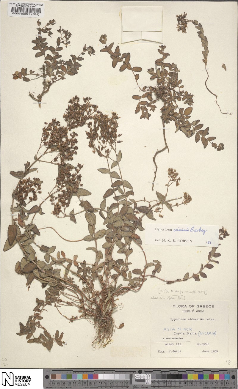 Hypericum atomarium