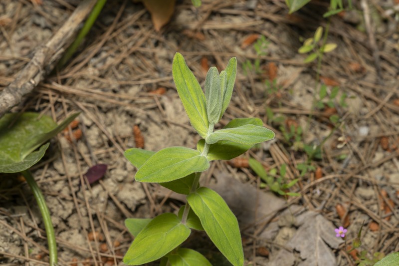 Hypericum atomarium photo 2