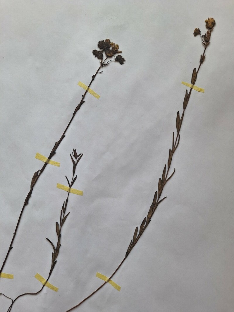 Hypericum atomarium photo 3