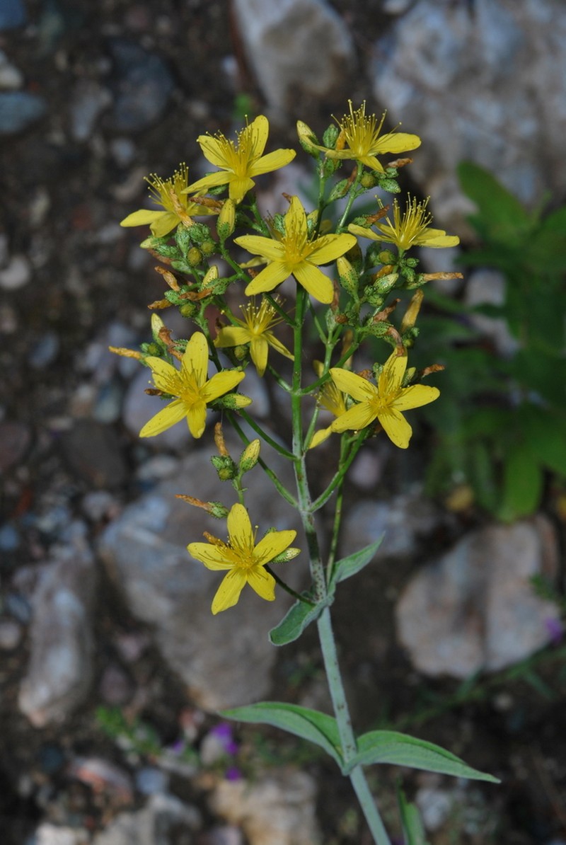 Hypericum atomarium photo 4