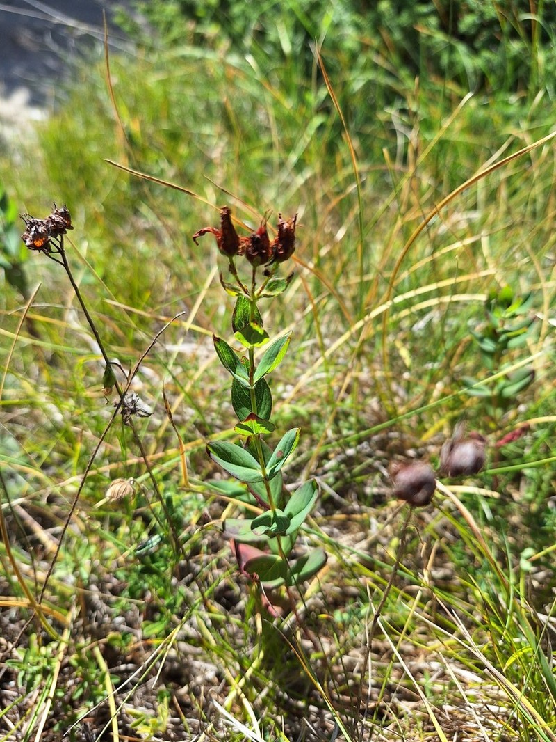 Hypericum atomarium photo 5