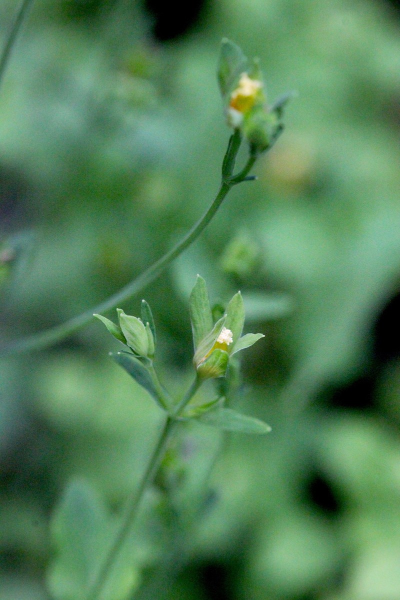 Hypericum attenuatum photo 3