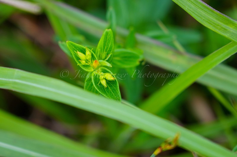 Hypericum attenuatum photo 4