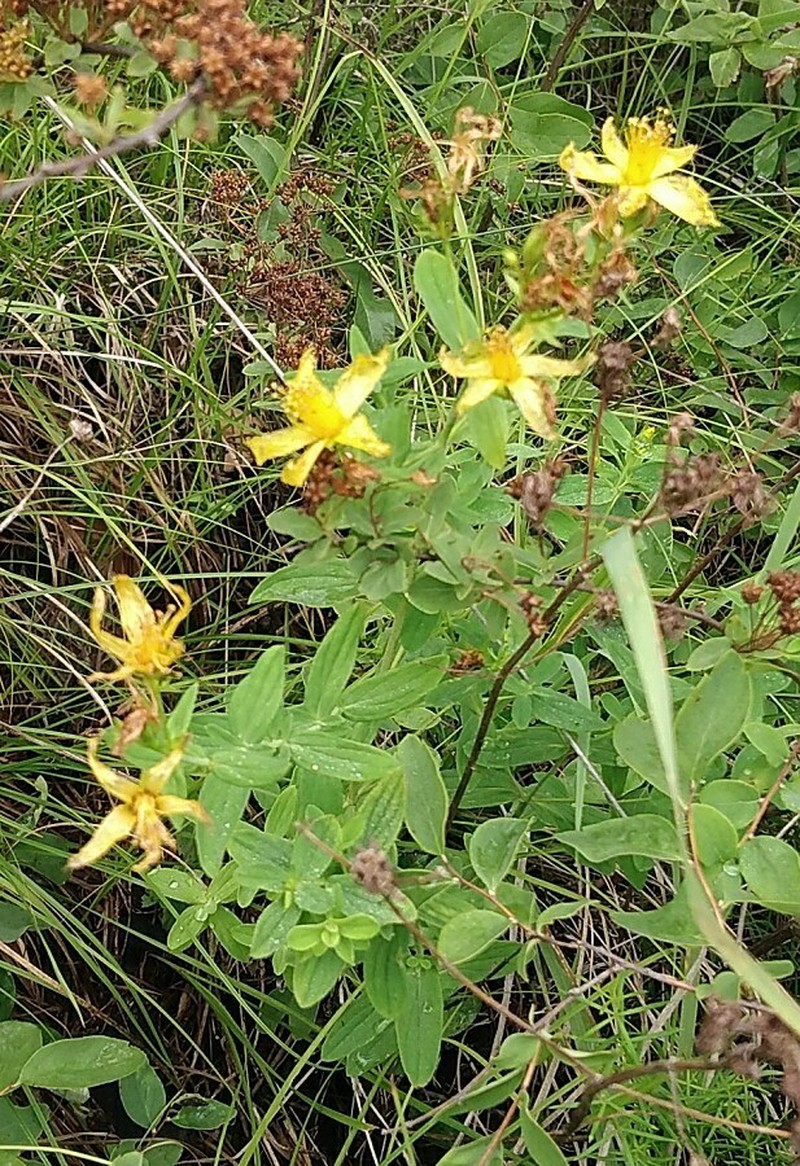 Hypericum attenuatum photo 5