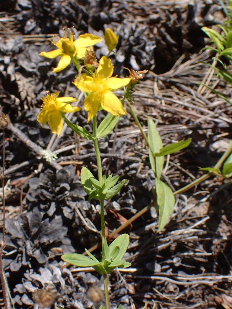 Hypericum attenuatum photo 6