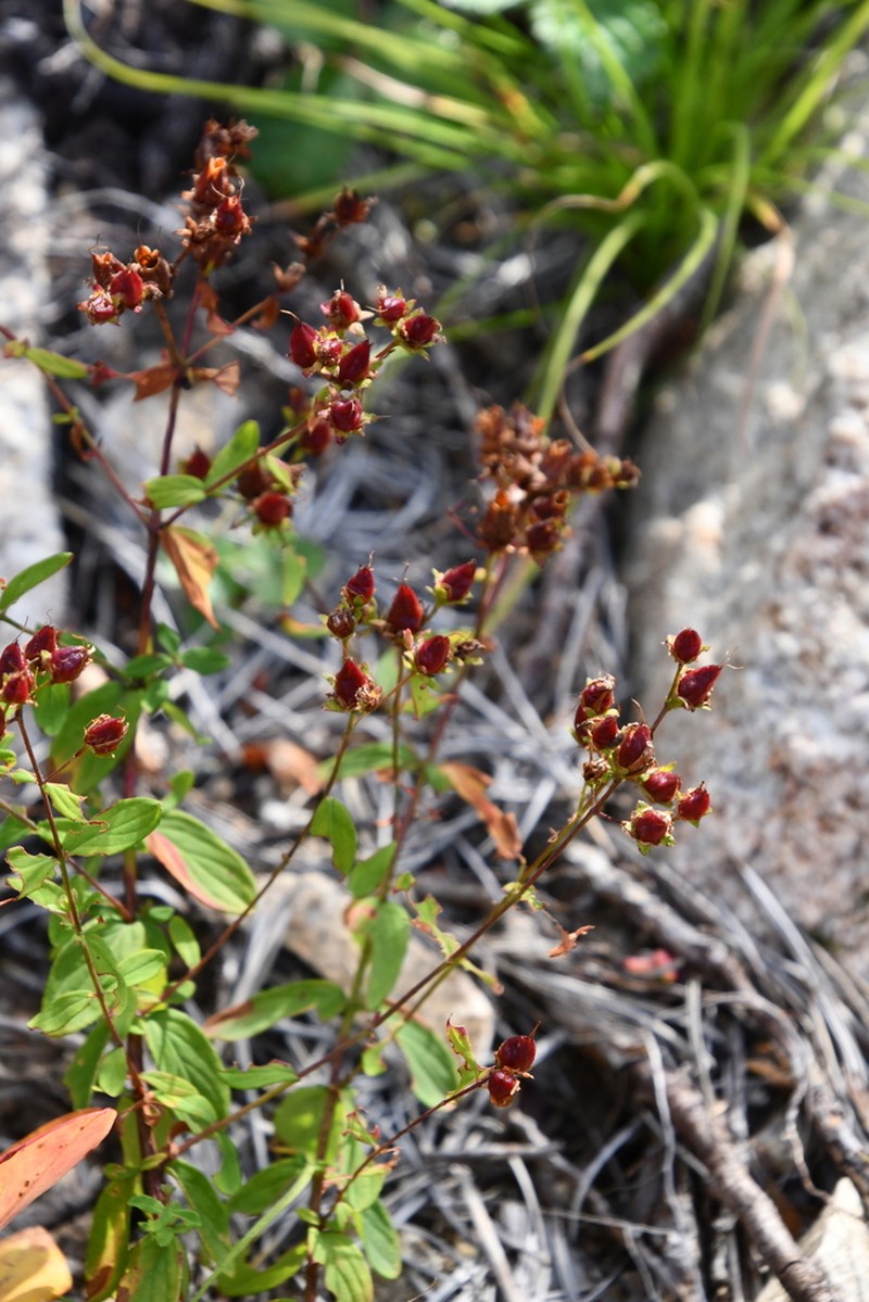 Hypericum attenuatum photo 7