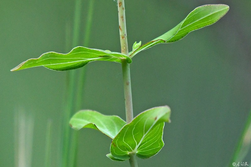 Hypericum aucheri photo 2