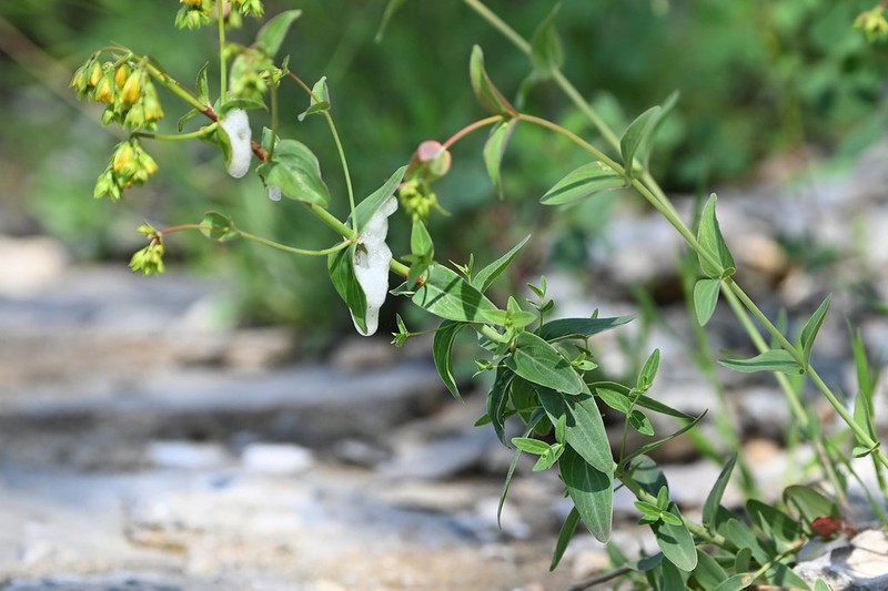 Hypericum aucheri photo 3