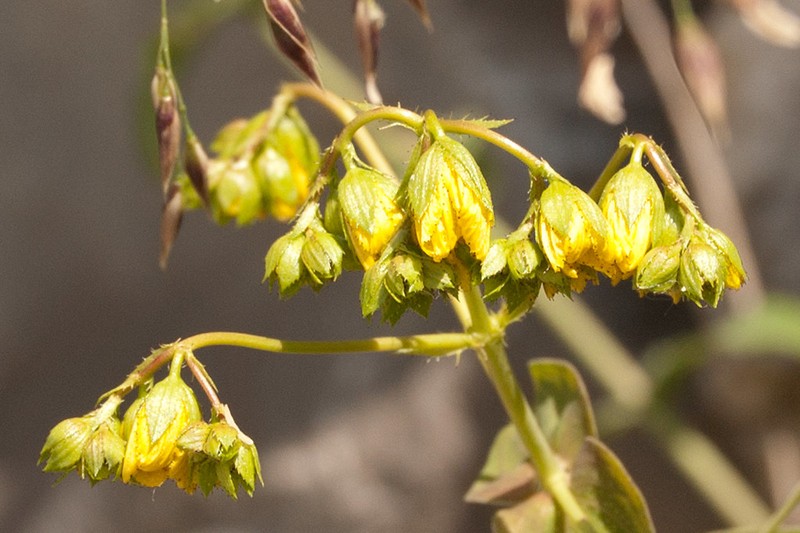 Hypericum aucheri photo 5