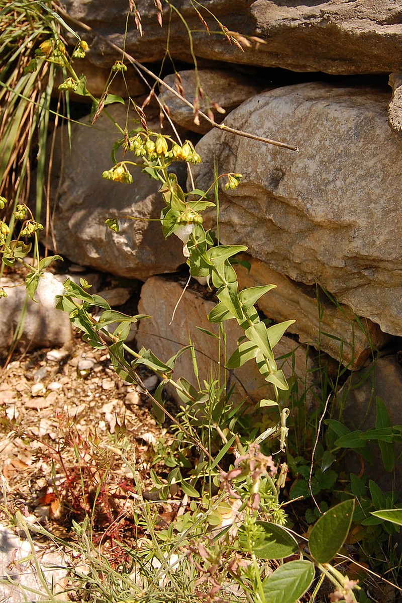 Hypericum aucheri photo 6