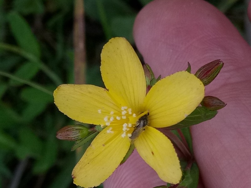 Hypericum australe