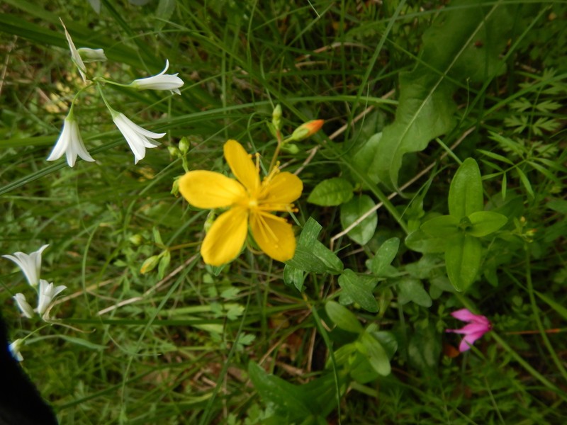 Hypericum australe photo 2