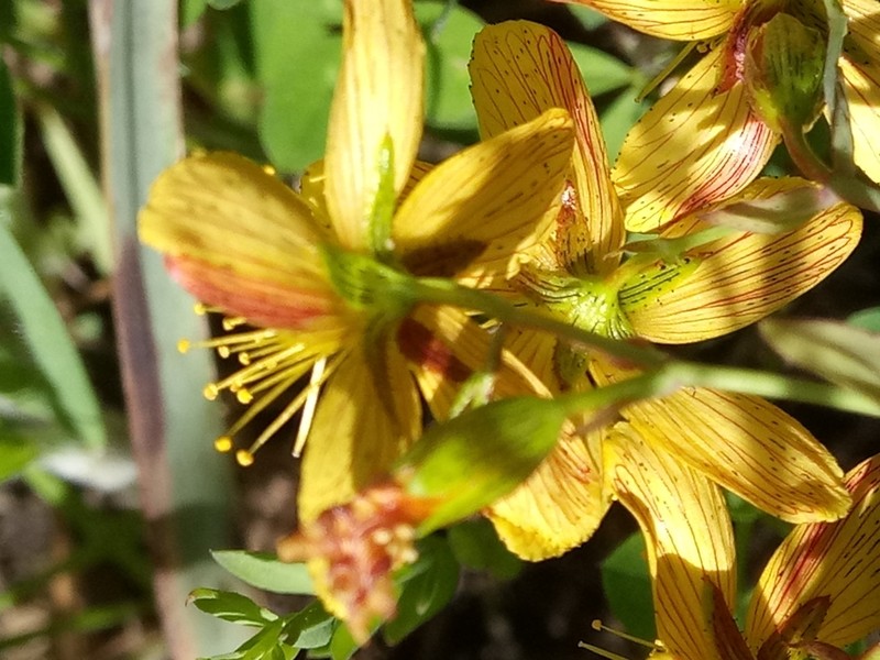 Hypericum australe photo 3
