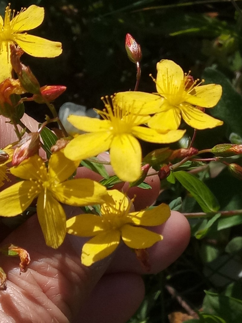 Hypericum australe photo 4