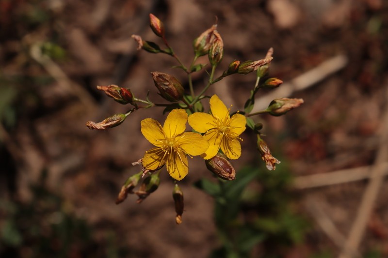 Hypericum australe photo 5
