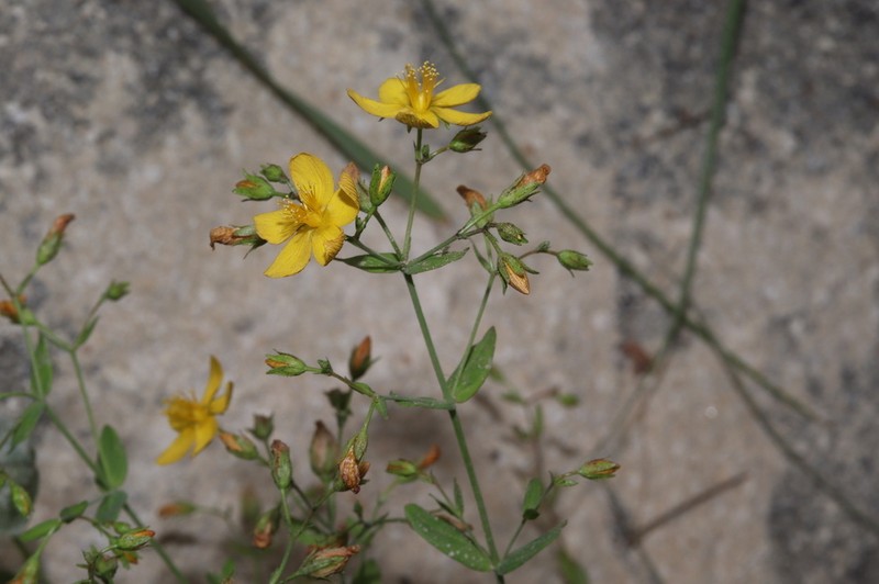 Hypericum australe photo 6