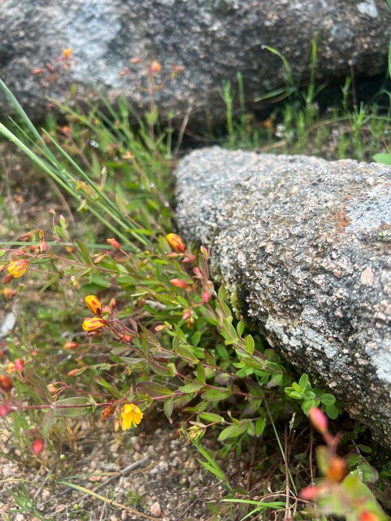 Hypericum australe photo 7