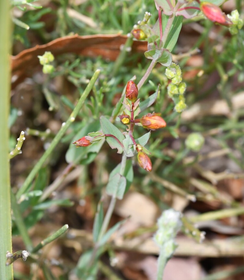 Hypericum australe photo 8