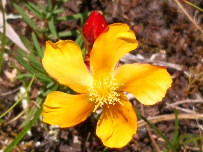 Hypericum austrobrasiliense photo 2