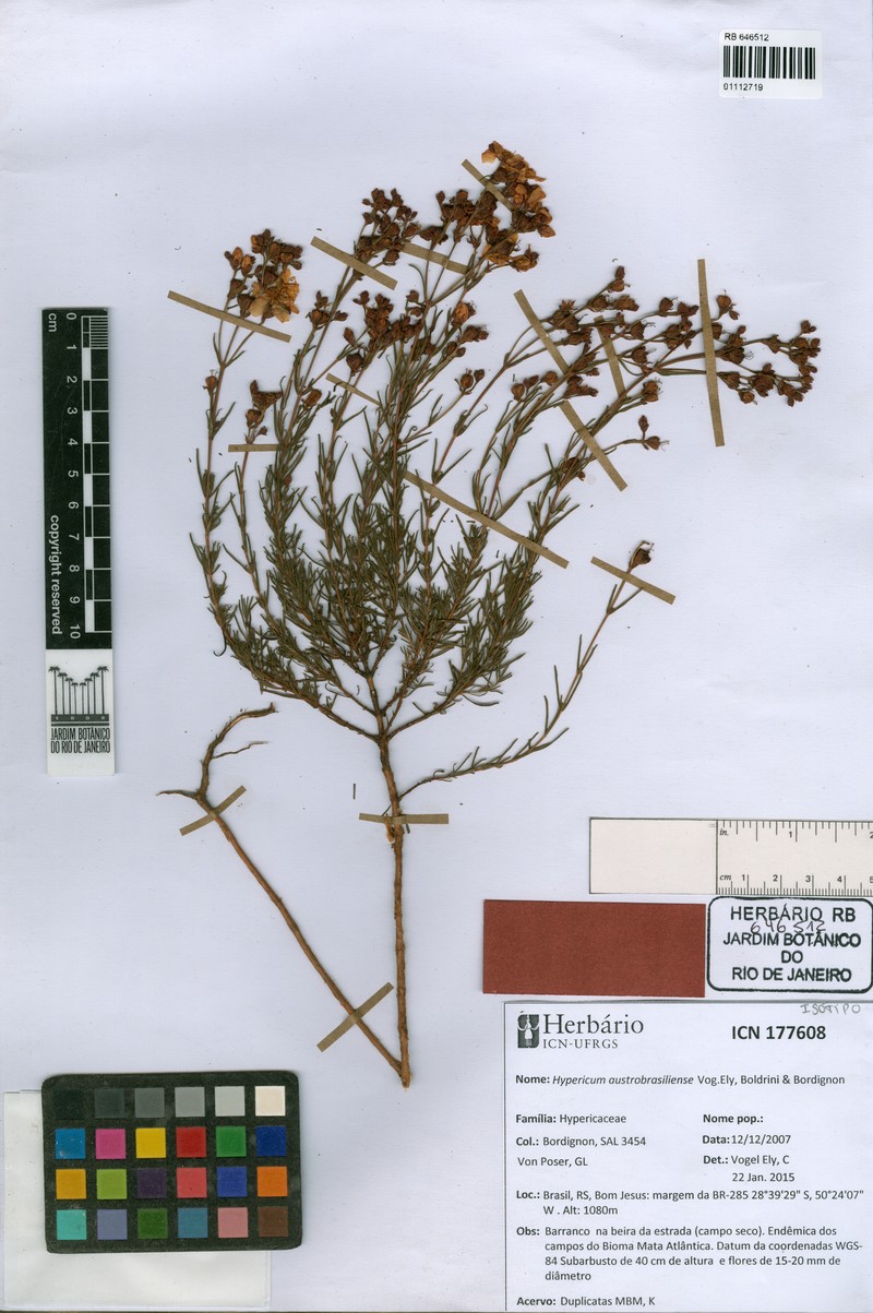 Hypericum austrobrasiliense photo 3