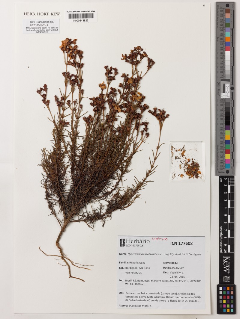 Hypericum austrobrasiliense photo 4