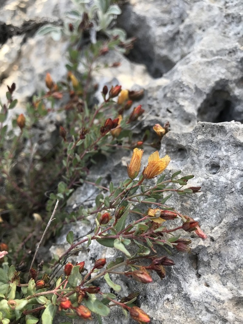 Hypericum aviculariifolium