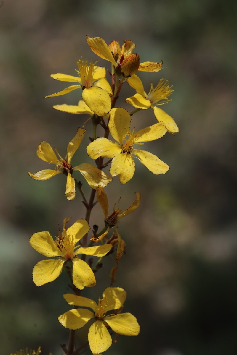 Hypericum aviculariifolium photo 2