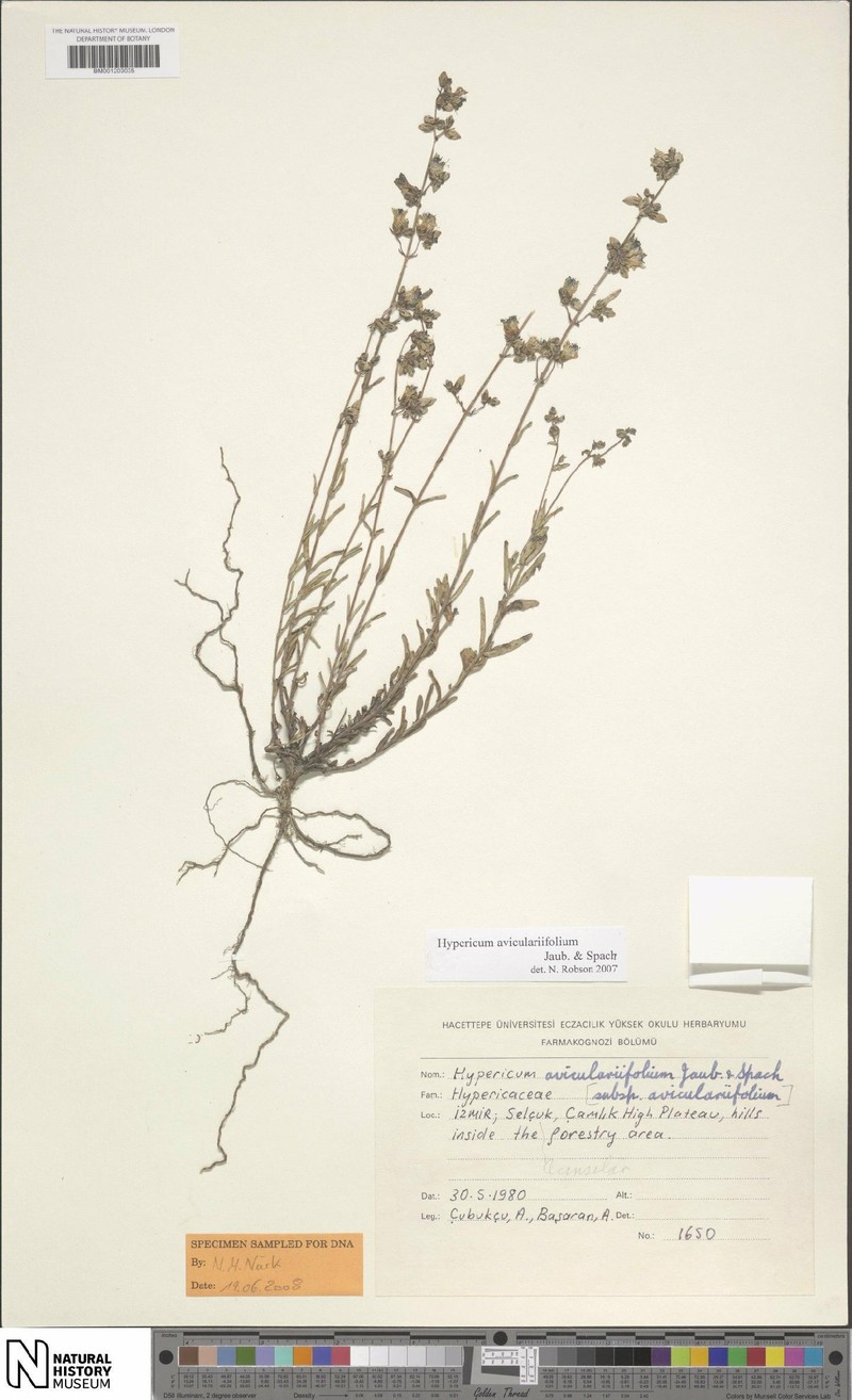 Hypericum aviculariifolium photo 3