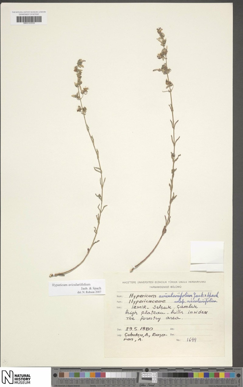 Hypericum aviculariifolium photo 4