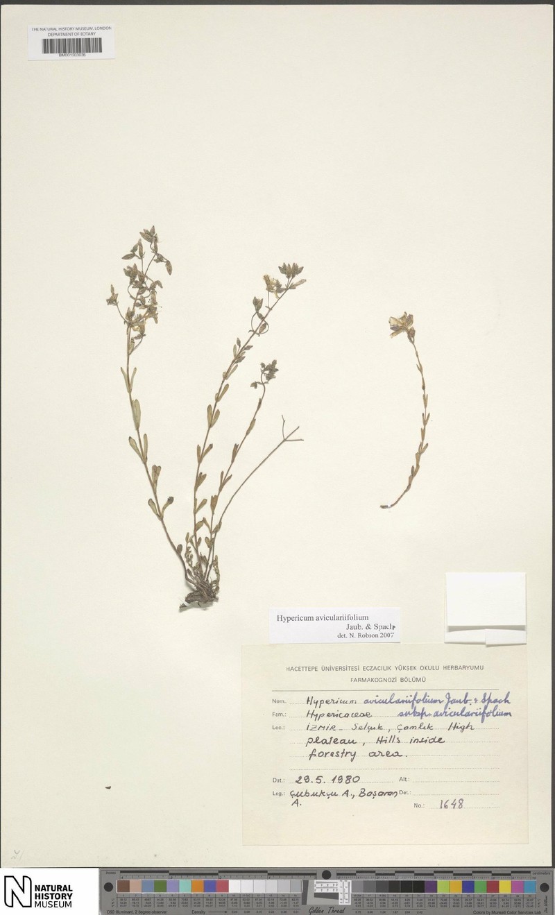 Hypericum aviculariifolium photo 5