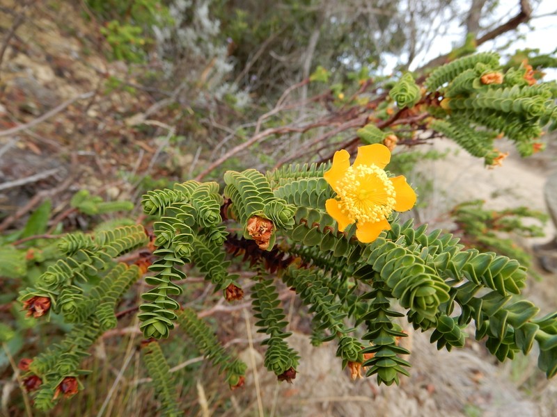 Hypericum baccharoides