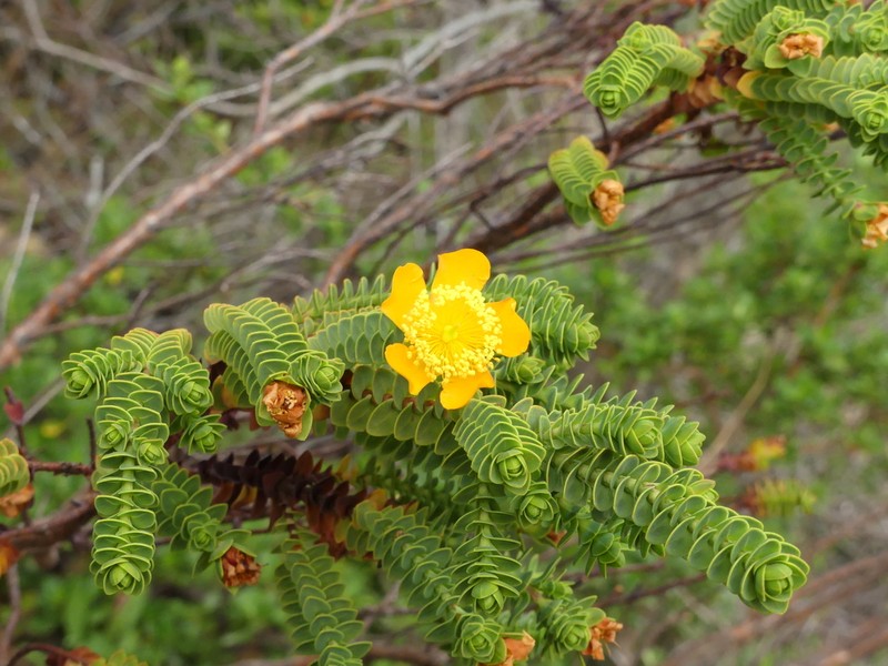 Hypericum baccharoides photo 2