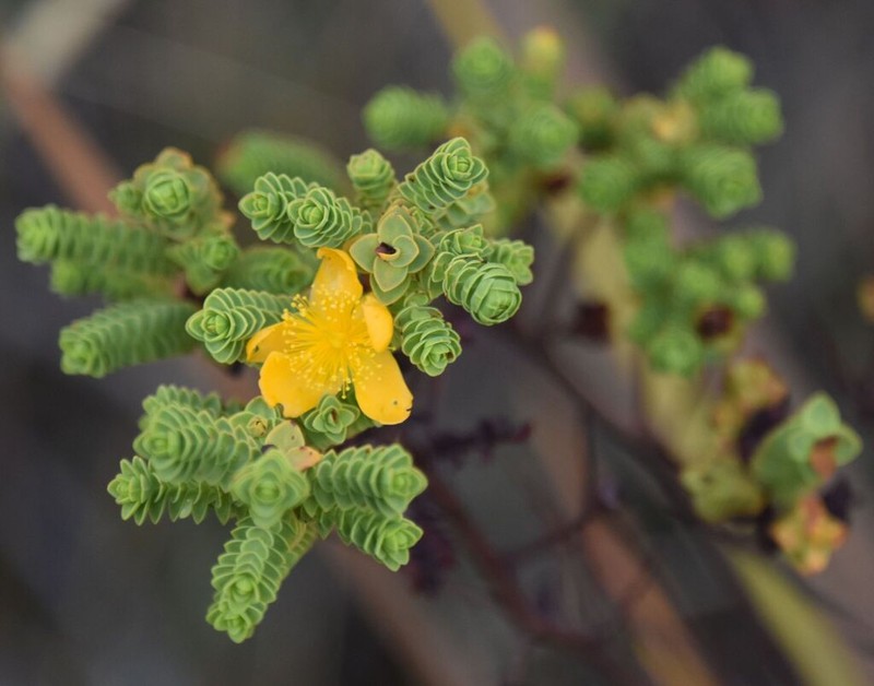 Hypericum baccharoides photo 3