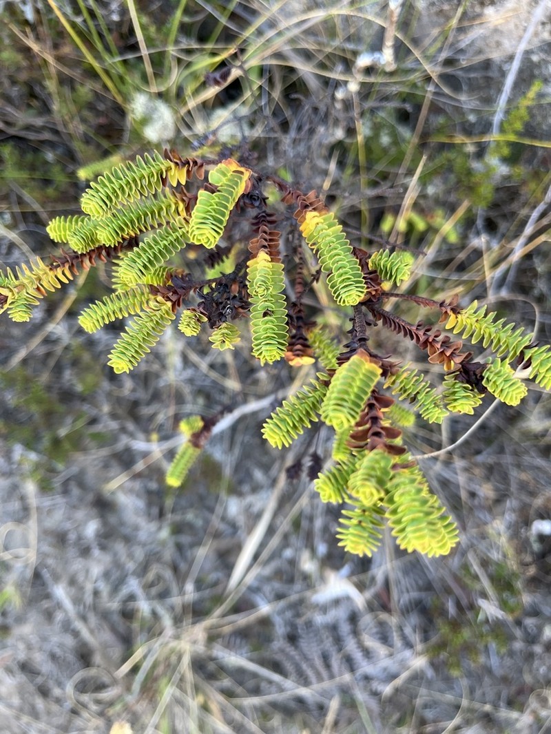 Hypericum baccharoides photo 4