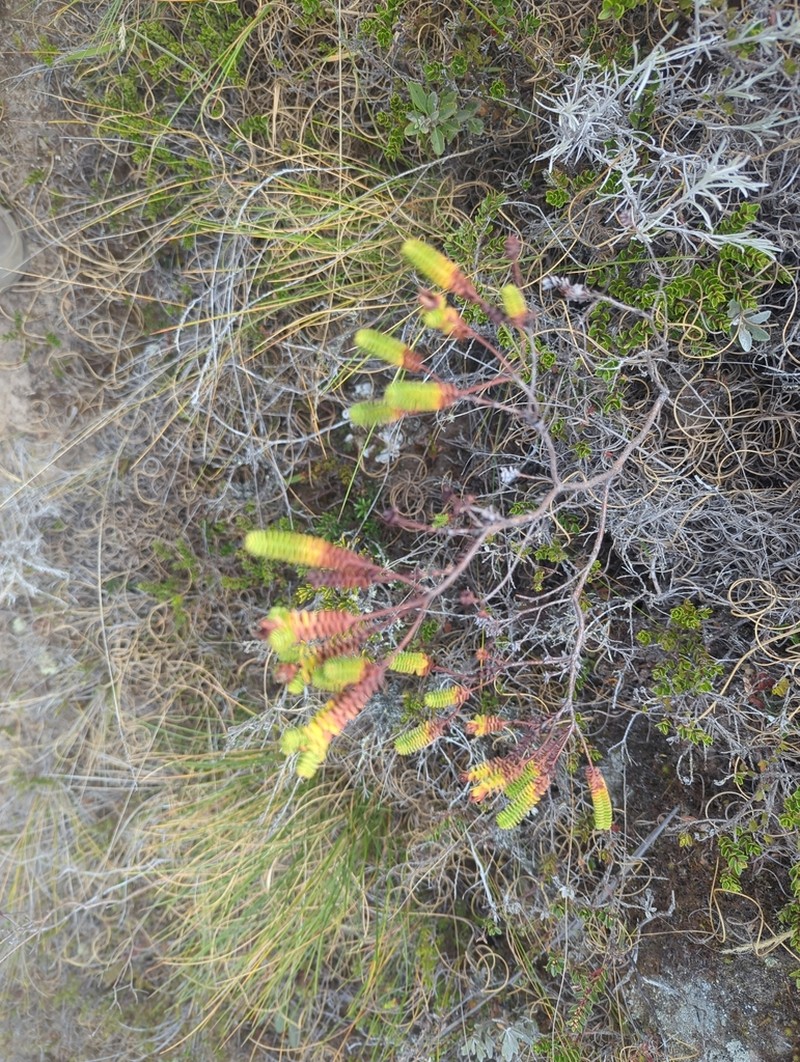 Hypericum baccharoides photo 5