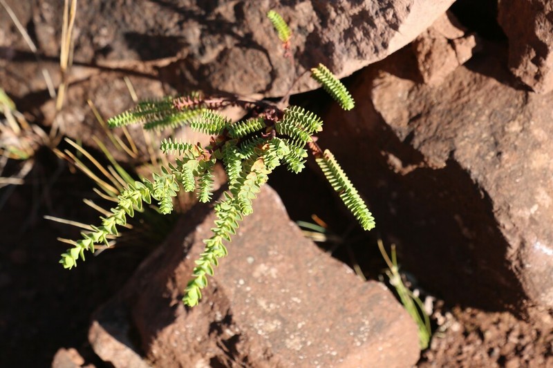 Hypericum baccharoides photo 6