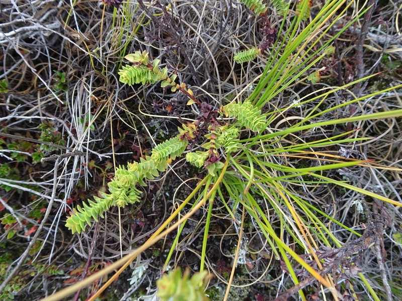 Hypericum baccharoides photo 7