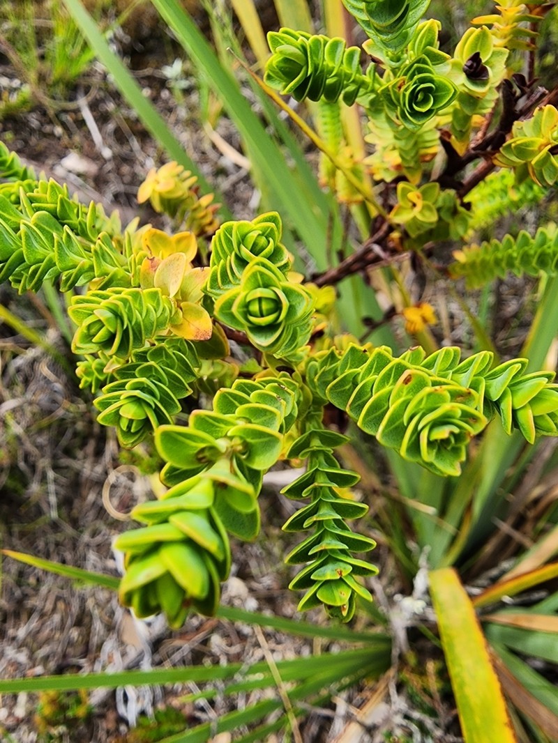 Hypericum baccharoides photo 8