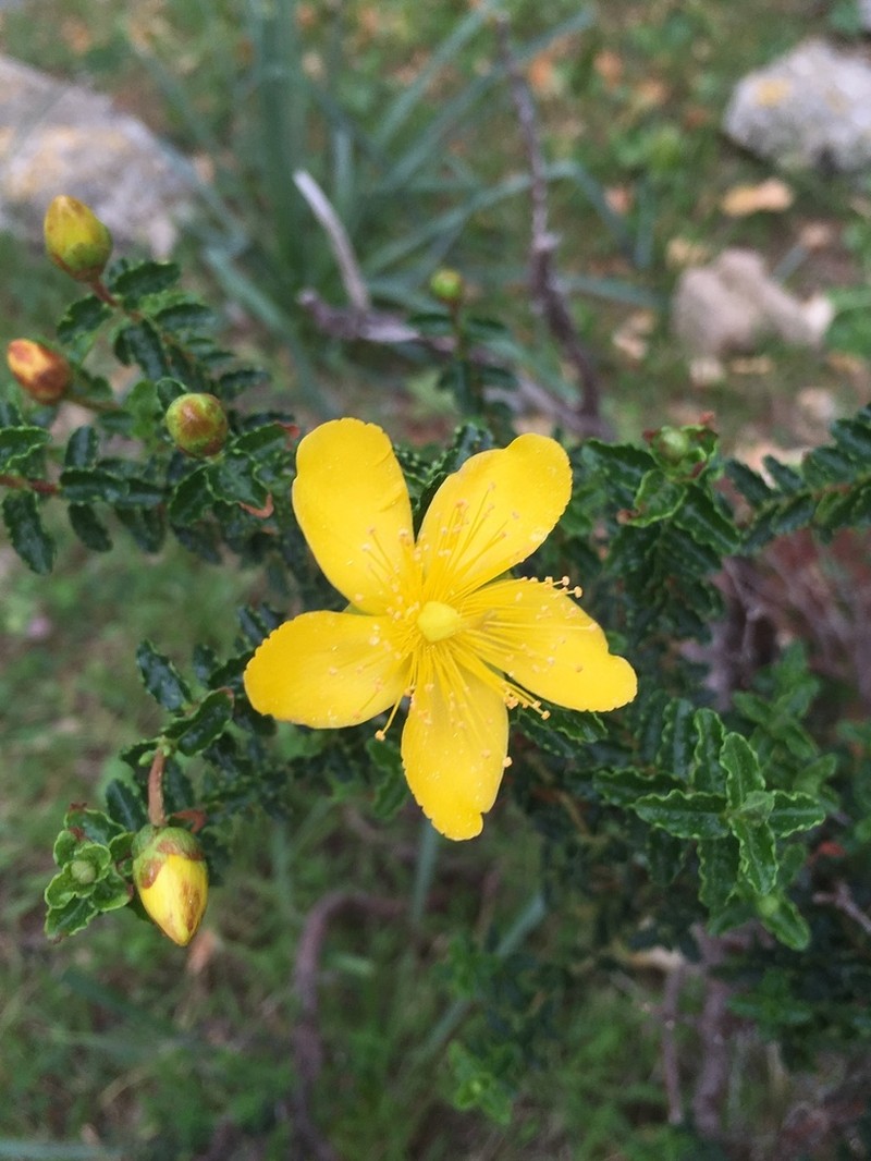 Hypericum balearicum photo 2