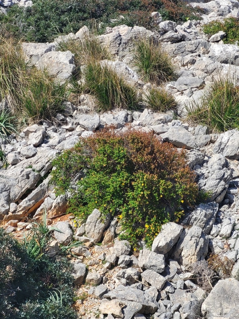 Hypericum balearicum photo 3