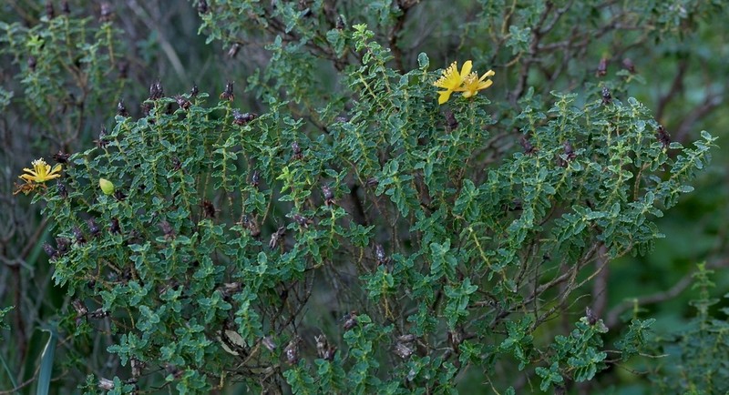 Hypericum balearicum photo 4