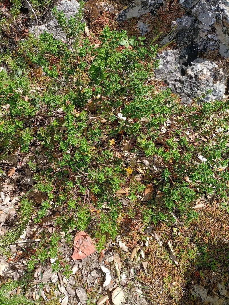 Hypericum balearicum photo 5